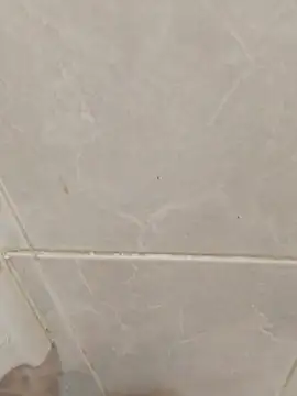 enoc369 – webcam-show