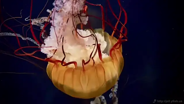 streamy_test11 Live XXX-chat