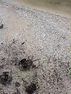 sarahkat86 – webcam-show