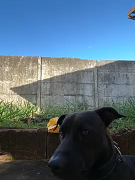 Онлайн чат XXX Lucasjandre