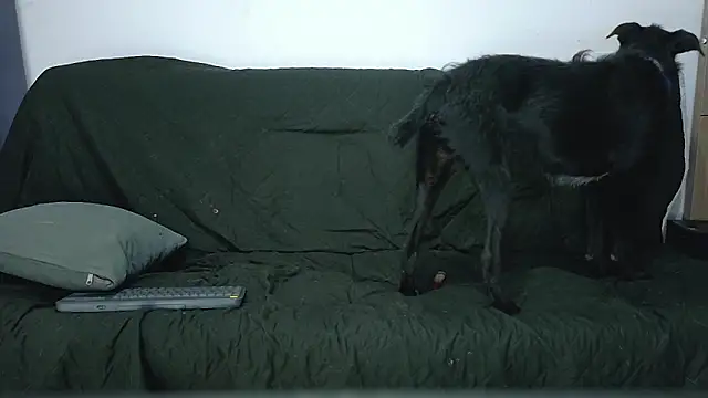 Party_Straightのウェブカメラショー