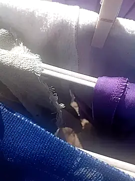 Show Webcam de Activodenuevo