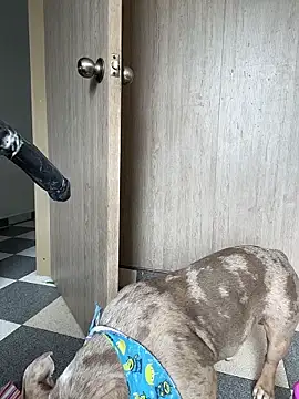 ValentinaBianchiのライブXXXチャット