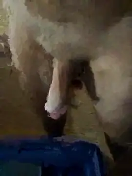 elsabandija696 Webcam Show