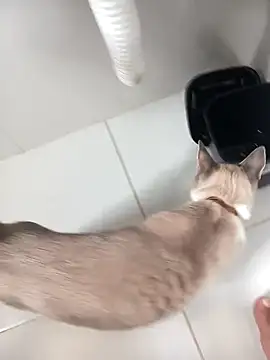 lobomisterioso13のウェブカメラショー