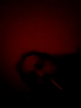 Webkamerová show olviasssl77