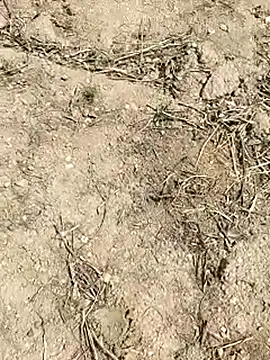 _ad_josep Show in webcam