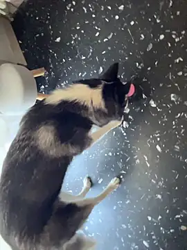 AnastasiaAniess – Live XXX-chat