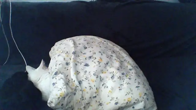 KaelNox Live XXX-chat