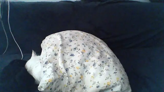 KaelNox Show in webcam