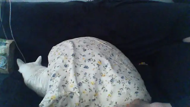 Вебкам-шоу KaelNox