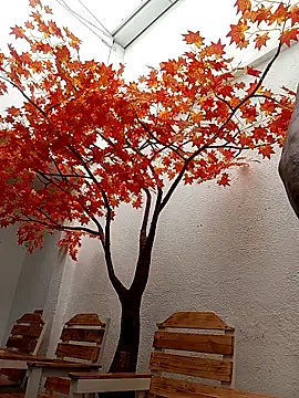 Show webcam de Dante_Knox