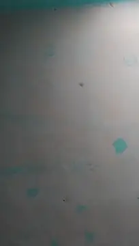 MiFlapito Live XXX Chat