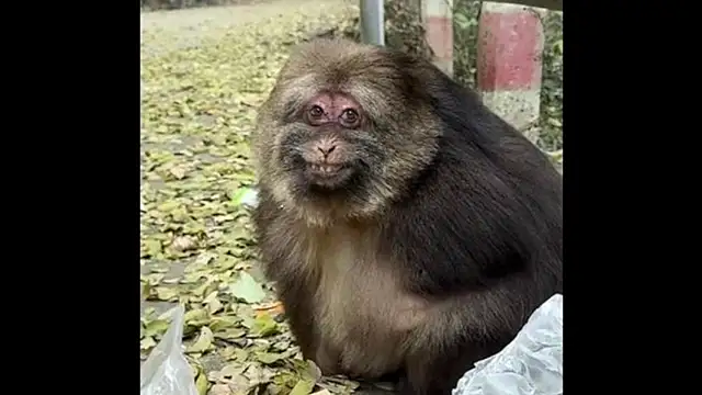 helicobacter_pylori élő XXX-chatje