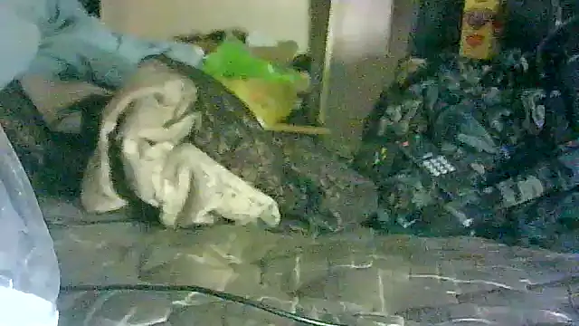 GUAPAN3S3_FIR3 Live XXX-Chat