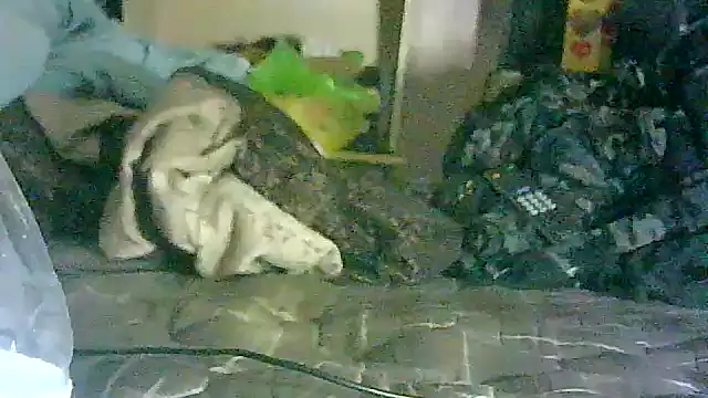 GUAPAN3S3_FIR3 élő XXX-chatje