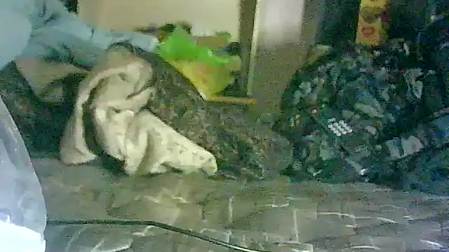 GUAPAN3S3_FIR3: διαδικτυακό σόου στην κάμερα