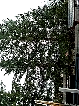 Medelin92: διαδικτυακό σόου στην κάμερα