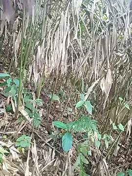 him220 élő XXX-chatje