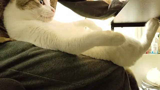 Ta3939のウェブカメラショー