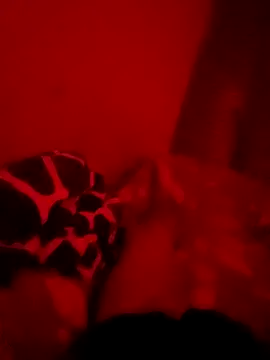 goldboy_0069 – Kamerová šou