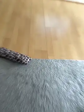 Clitlover255 webcam show