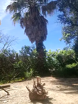 delfi6 现场XXX聊天