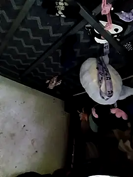 Rayito6969@xh Webcamshow