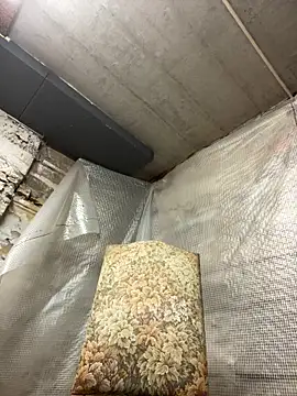 SmallPenis6996 Pertunjukan Webcam