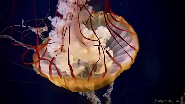 Sembang XXX Secara Langsung streamy_test11