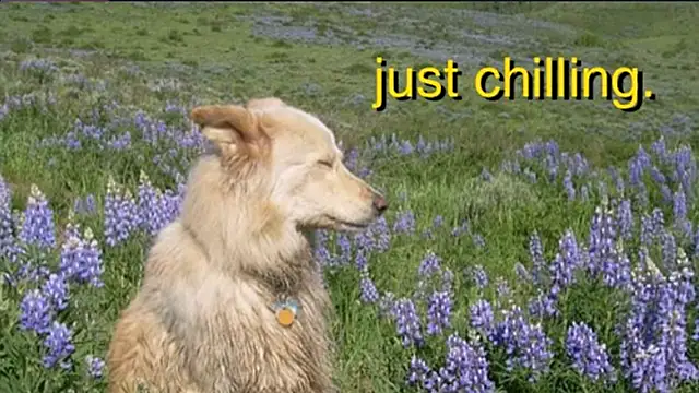 Kiaicatie Adlı Modelin Canlı XXX Sohbeti