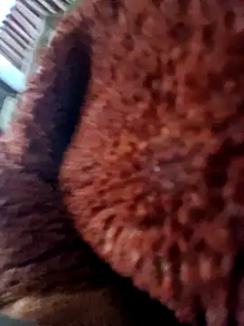 Show de webcam de aman4404