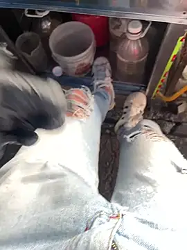 Show webcam de diegoand0911