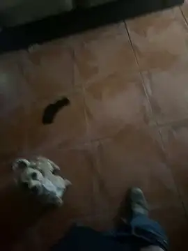 Pertunjukan Kamera Web rocket8669