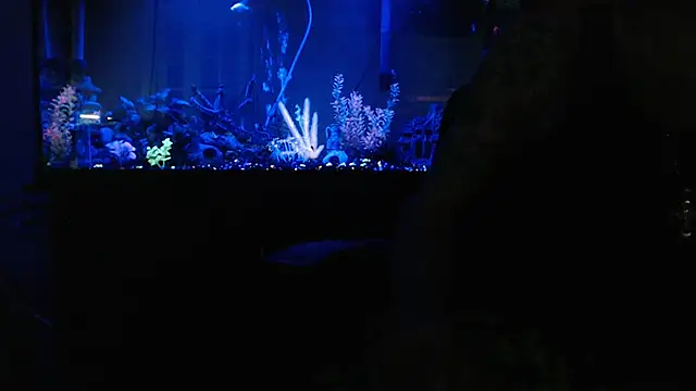 Chat XXX Live EspanolVato