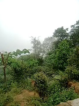 kalara_kail – Live XXX-chat