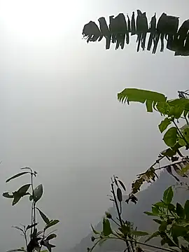 NIANIAKUTE Pertunjukan Webcam