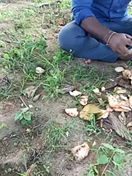 dolphiinn's Webcam Show