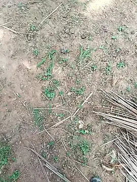 dolphiinn Webcamshow