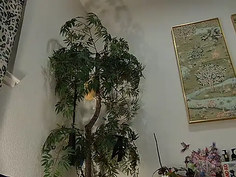 Chat +18 de lavender_spits ao vivo