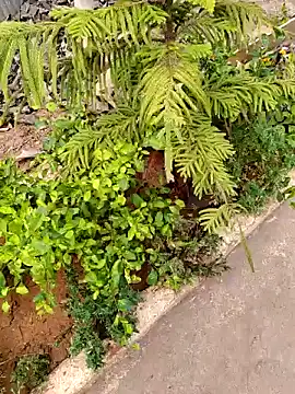 Rahul_India Show Webcam