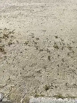 Pokazy przed kamerką – frenchblackc31