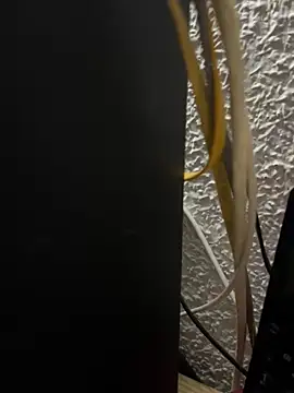 Deltaalex 即時 XXX 聊天