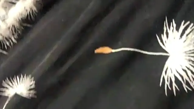 دردشة HereLora الجنسية المباشرة