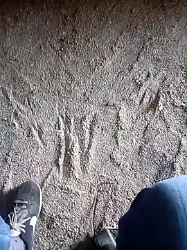 Pokazy przed kamerką – mecaloco