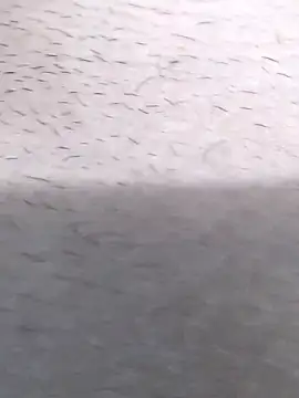 Show webcam de Bangladeshi_big