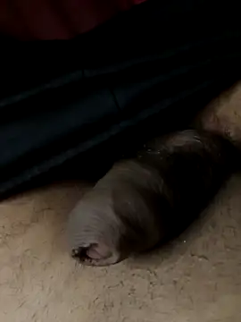 novinho137: вебкам-шоу