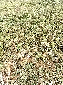 Sheela_Sex90 웹캠 쇼