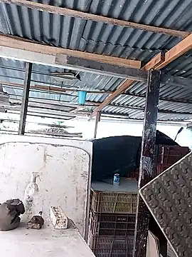 hoteder's Live XXX Chat