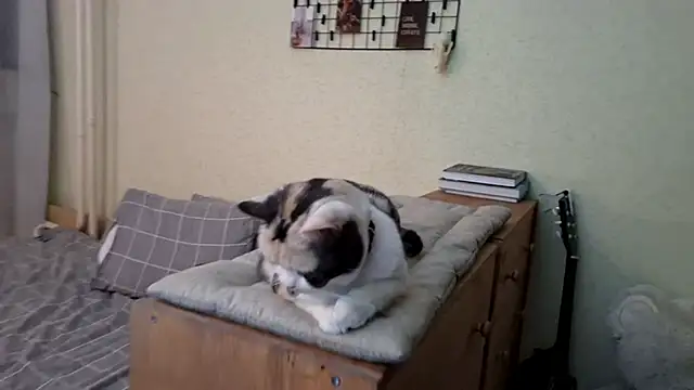 MiaTemptress Live XXX-Chat